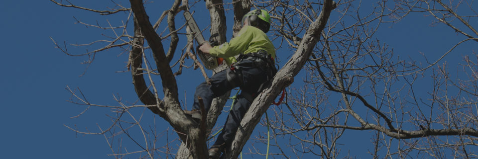 Certified Arborists
who care about your trees